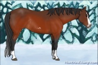 Horse Color:Brown Splash Frame Rabicano
