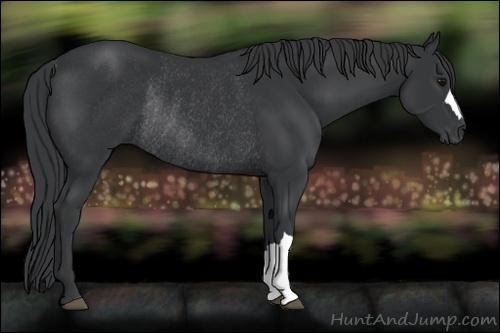 Horse Color:Black Rabicano 