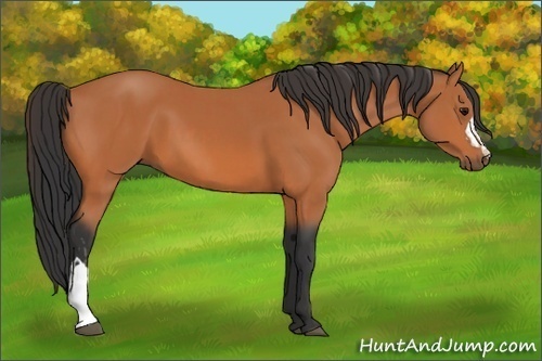 Horse Color:Bay and Bay