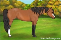 Horse Color:Bay  and Bay 