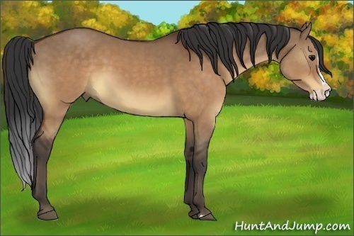Horse Color:Brown Dun Splash Rabicano 