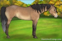 Horse Color:Brown Dun Splash Rabicano
