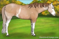 Horse Color:White Spotted Brown Pearl Splash Rabicano