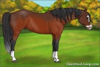 Horse Color:Brown Splash Frame Rabicano 