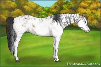 Horse Color:Brown Dun Sabino 