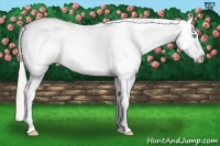 Horse Color:Chocolate Palomino Pearl Tobiano Near Leopard