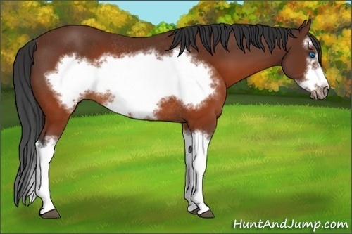 Horse Color:Brown Splash Frame Rabicano