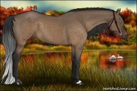 Horse Color:Brown Dun 