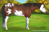Horse Color:Brown Splash Frame Appaloosa Rabicano