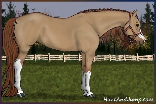Horse Color:Red Dun 