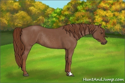 Horse Color:Red Roan Rabicano 
