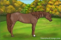 Horse Color:Red Roan Rabicano 