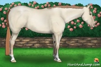 Horse Color:Smoky Grullo Pearl 