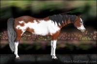Horse Color:Brown Splash Frame Rabicano
