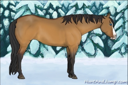 Horse Color:Brown Dun Splash Rabicano