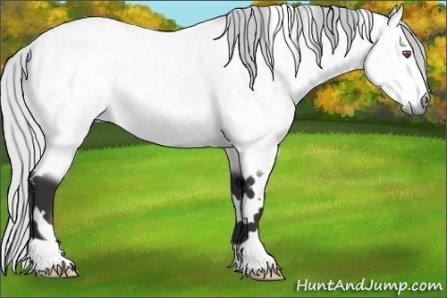 Horse Color:White Spotted Silver Buckskin Chinchilla Rabicano