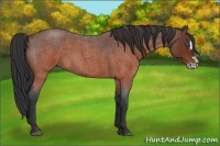 Horse Color:Brown Roan Splash Frame Rabicano 