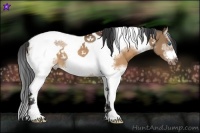 Horse Color:White Spotted Brown Dun Splash Tobiano Frame Rabicano 