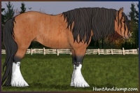 Horse Color:Bay  and Bay Rabicano 