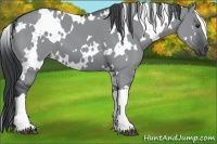 Horse Color:White Spotted Grullo Chinchilla 