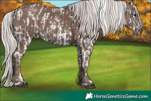 Horse Color:Silver Grullo Appaloosa  and Silver Black 