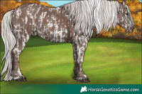 Horse Color:Silver Grullo Appaloosa  and Silver Black 