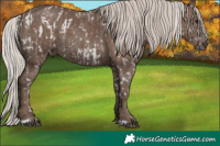 Horse Color:Silver Grullo Appaloosa  and Silver Black 
