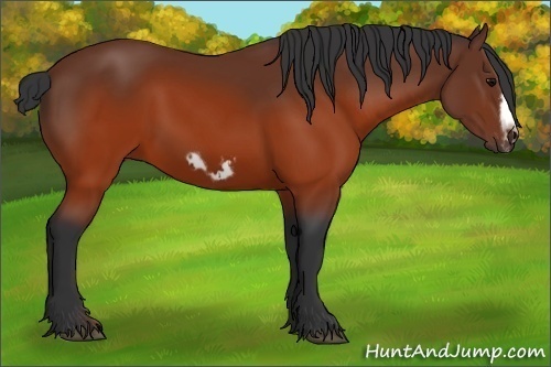 Horse Color:Brown Splash Frame Rabicano 