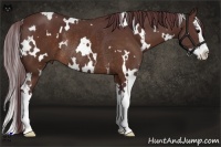 Horse Color:White Spotted Chocolate Brown Splash Rabicano 