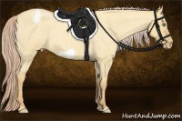 Horse Color:Gold Champagne Roan Dun Frame Appaloosa Rabicano 