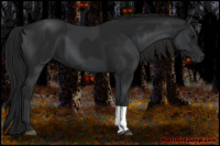 Horse Color:Black and Gray Black