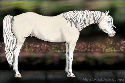 Horse Color:Cremello Splash and Cremello Splash Rabicano