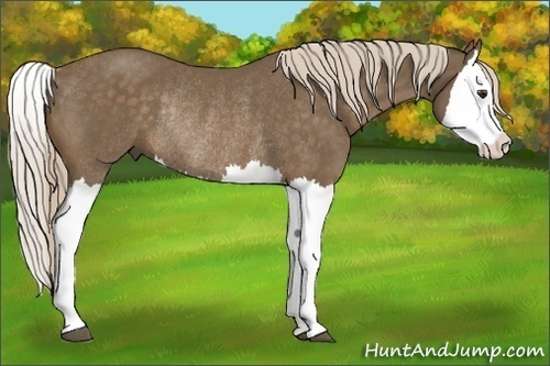 Horse Color:Chocolate Palomino Splash Rabicano 
