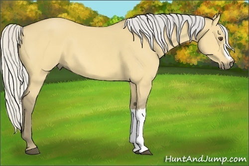 Horse Color:Silver Buckskin Dun 