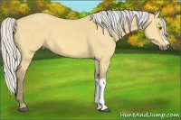 Horse Color:Silver Buckskin Dun 