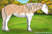 Horse Color:Cremello Splash  and Gray Cremello Splash 