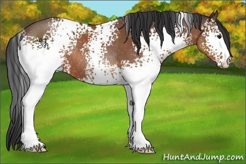 Horse Color:White Spotted Bay Rabicano