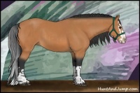 Horse Color:Bay and Bay Splash