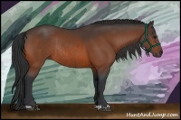 Horse Color:Bay  and Bay Rabicano 