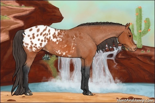 Horse Color:Bay Appaloosa 