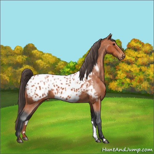 Horse Color:Bay Appaloosa