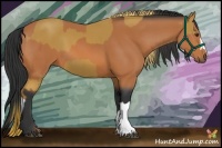 Horse Color:Chestnut  and Bay 