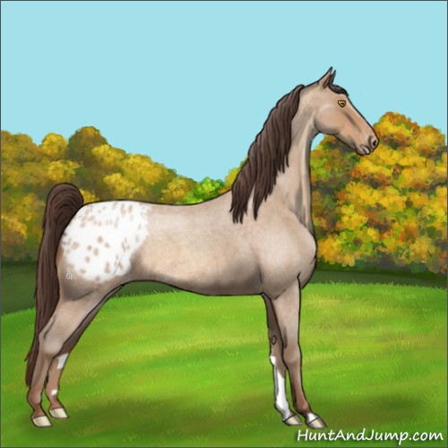 Horse Color:Amber Champagne Roan Appaloosa 