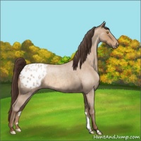 Horse Color:Amber Champagne Roan Appaloosa