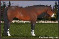 Horse Color:Brown Sabino