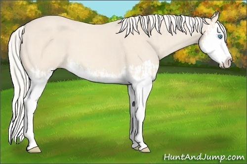 Horse Color:Cremello Splash  and Cremello Splash 