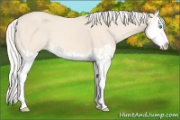 Horse Color:Cremello Splash  and Cremello Splash 
