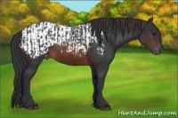 Horse Color:Brown Rabicano and Brown Appaloosa Rabicano