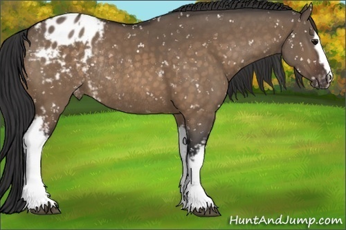 Horse Color:White Spotted Bay Dun Sabino Appaloosa Rabicano