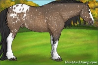 Horse Color:White Spotted Bay Dun Sabino Appaloosa Rabicano 